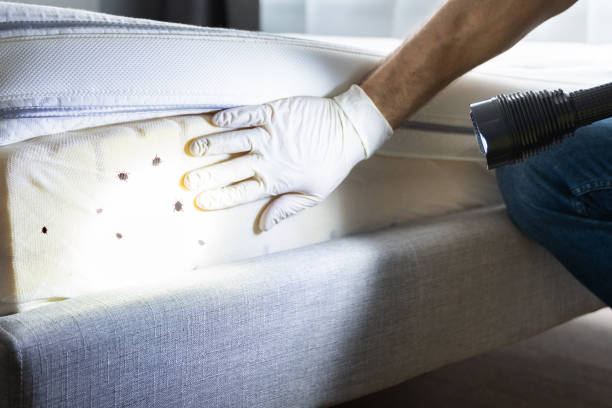 Best Termite Control Services  in East Palo Alto, CA