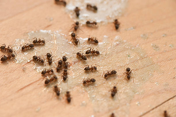Best Commercial Pest Control Services  in East Palo Alto, CA